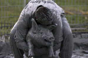 V kanadi je opravil prašičji festival